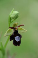 /album/galerie-de-photos-orchidees/vercors-macro-mai-2009-35-jpg1/